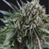 Close-up of a mature Grease Monkey Strain Feminized Seeds bud, showcasing its dense trichomes and vibrant green leaves. High quality genetics for premium results.