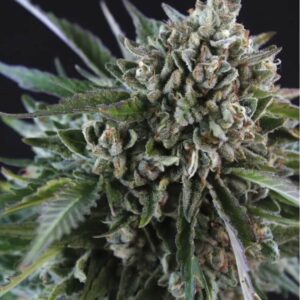 Close-up of a mature Grease Monkey Strain Feminized Seeds bud, showcasing its dense trichomes and vibrant green leaves. High quality genetics for premium results.
