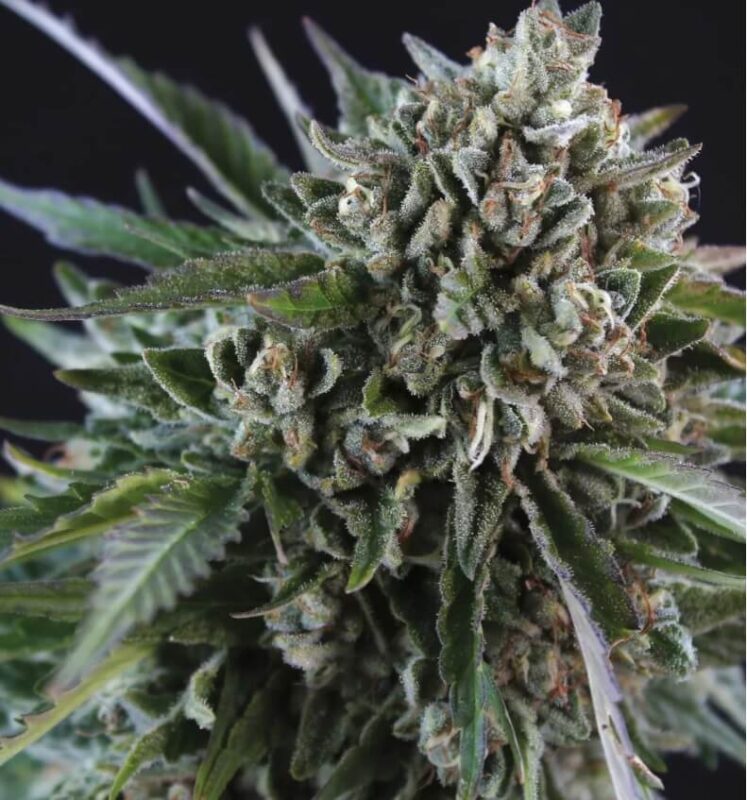 Grease Monkey Strain Feminized Seeds Close-Up Of A Mature Grease Monkey Strain Feminized Seeds Bud, Showcasing Its Dense Trichomes And Vibrant Green Leaves. High Quality Genetics For Premium Results.