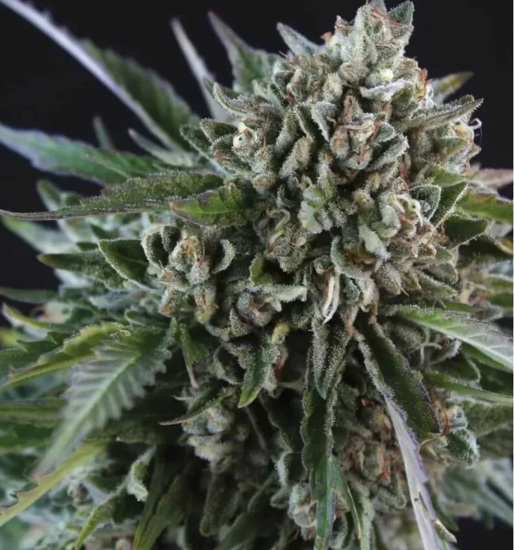 Grease Monkey feminized seeds