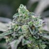 Close-up of a premium cannabis bud showcasing the frosty trichomes of the Italian Ice Strain Feminized Seeds. Dense and colorful, perfect for cultivation.