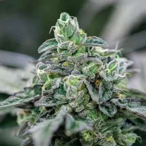 Close-up of a premium cannabis bud showcasing the frosty trichomes of the Italian Ice Strain Feminized Seeds. Dense and colorful, perfect for cultivation.
