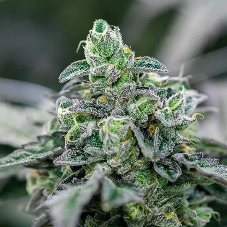 Italian Ice feminized seeds