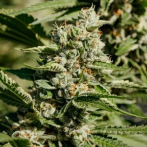 Close-up of a dense, trichome-covered bud from the Jet Fuel Strain Feminized Seeds, showcasing its potency and quality. Ideal for cultivation.