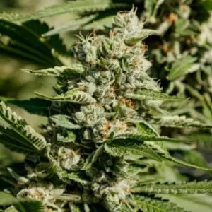 Jet Fuel Feminized Seeds