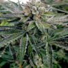 Close-up view of a vibrant, frosted Lava Cake Strain bud, perfect for cultivating your own harvest with Feminized Seeds. Buy Lava Cake Strain Feminized Seeds here!