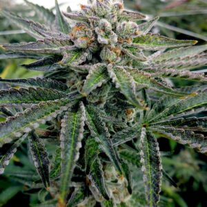 Close-up view of a vibrant, frosted Lava Cake Strain bud, perfect for cultivating your own harvest with Feminized Seeds. Buy Lava Cake Strain Feminized Seeds here!