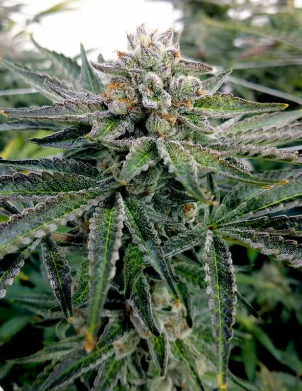Lava Cake feminized seeds