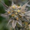 Close-up image of the Lemon Cherry Gelato Strain Feminized Seeds flower. High-quality cannabis bud showcasing potent trichomes and vibrant orange pistils.