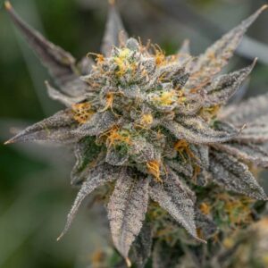 Close-up image of the Lemon Cherry Gelato Strain Feminized Seeds flower. High-quality cannabis bud showcasing potent trichomes and vibrant orange pistils.