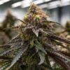 Close-up showcasing the trichome-covered bud of the MAC 1 Strain Feminized Seeds. Premium quality genetics for cultivation.