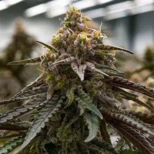 MAC 1 Feminized Seeds