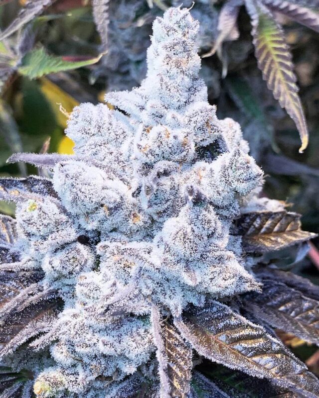 Slurricane Strain Feminized Seeds: Genetics &Amp; Grow Guide Close-Up Of A Frosty Slurricane Strain Feminized Seeds Bud, Showcasing Its Dense Trichome Coverage And Purple-Tinged Leaves, Ideal For Cultivators.