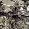 Close-up of a mature cannabis flower, ready for harvest, grown from White Truffle Strain Feminized Seeds. Showcasing the plant's distinctive trichome coverage.