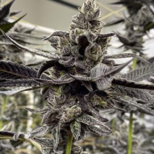 Close-up of a mature cannabis flower, ready for harvest, grown from White Truffle Strain Feminized Seeds. Showcasing the plant's distinctive trichome coverage.