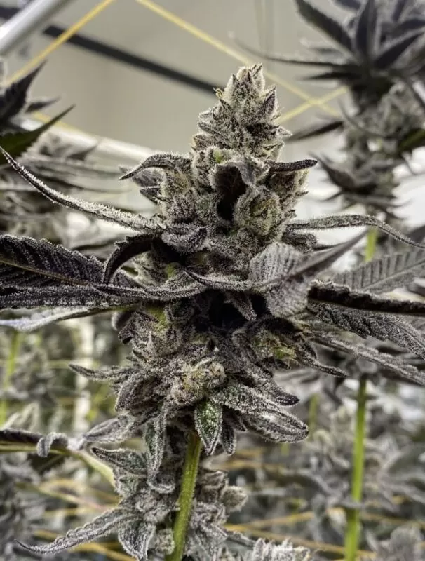 White Truffle feminized seeds