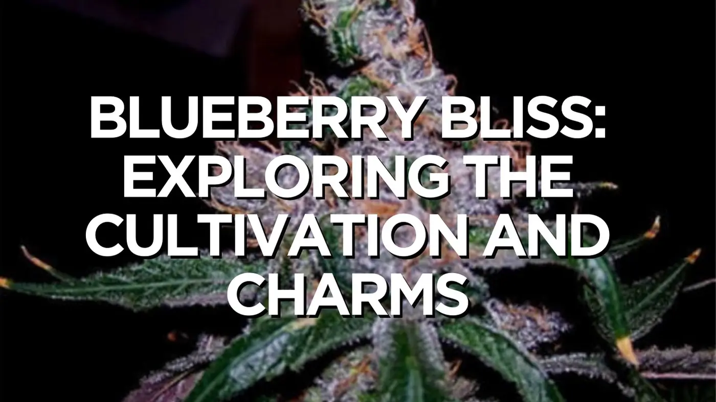 Blueberry Bliss: Exploring The Cultivation And Charms Blueberry Bliss Exploring The Cultivation And Charms