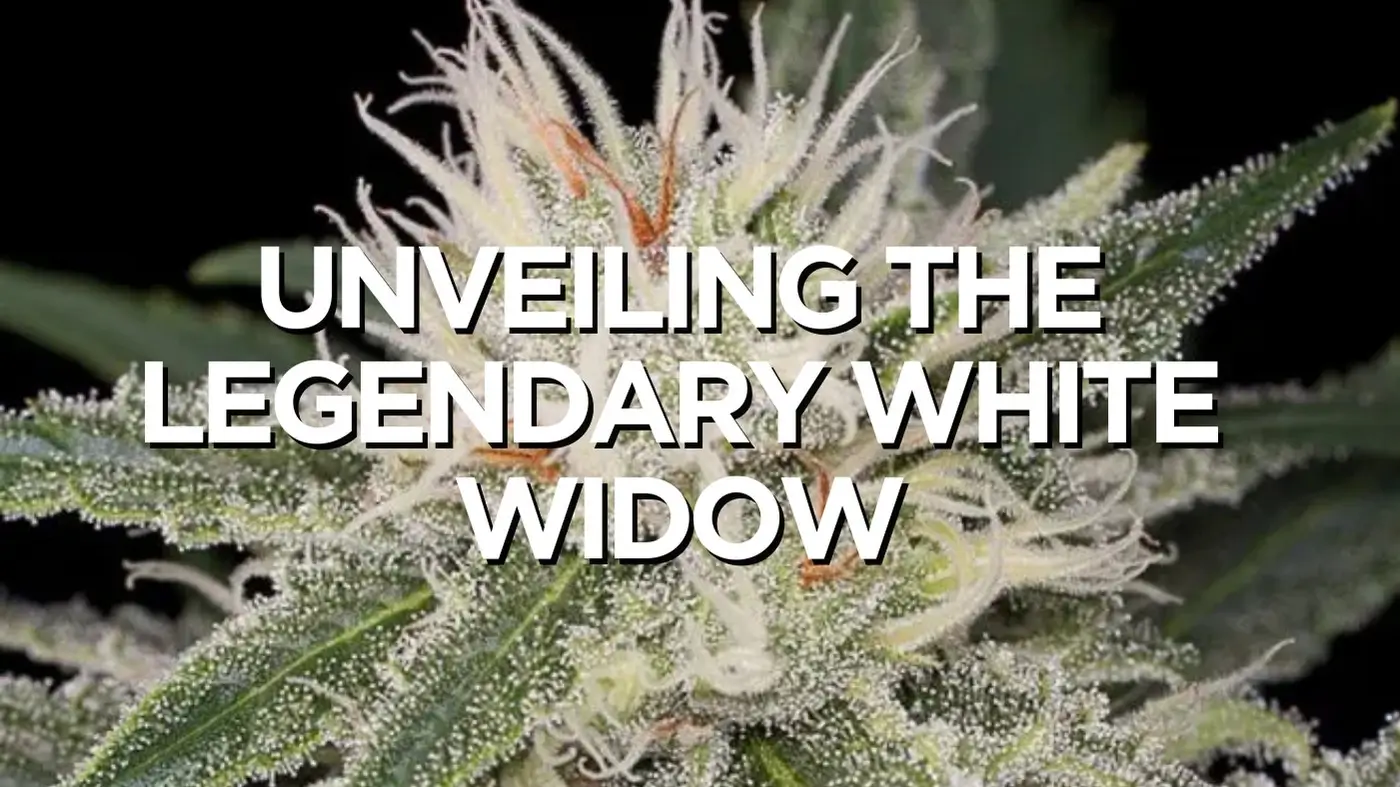 Unveiling The Legendary White Widow Unveiling The Legendary White Widow