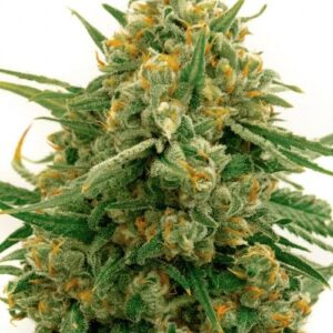 Close-up view of a mature Alpine Star strain CBD seed cannabis flower, showcasing its trichome-rich buds and vibrant color profile.