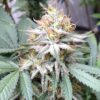 Close-up of a frosty cannabis flower from the Lemon Pie Strain Regular Seeds. High quality genetics for robust growth and flavorful results. Cultivate your garden today!