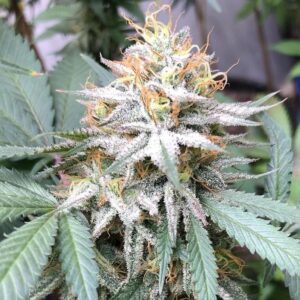 Close-up of a frosty cannabis flower from the Lemon Pie Strain Regular Seeds. High quality genetics for robust growth and flavorful results. Cultivate your garden today!