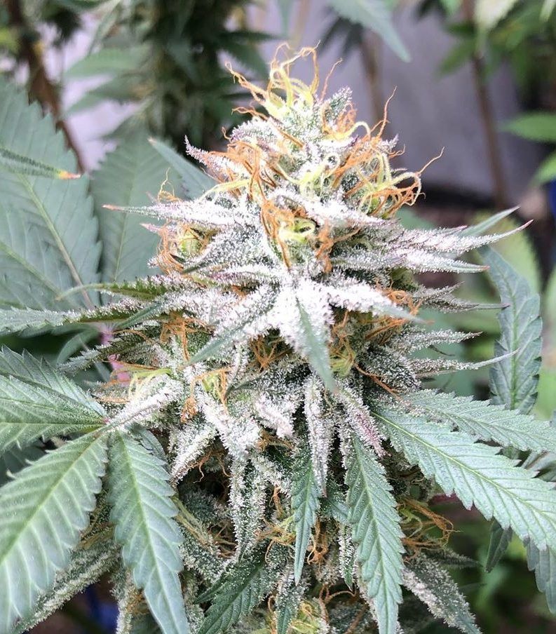Lemon Pie Strain Regular Seeds Close-Up Of A Frosty Cannabis Flower From The Lemon Pie Strain Regular Seeds. High Quality Genetics For Robust Growth And Flavorful Results. Cultivate Your Garden Today!