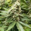 Close-up view of the Moby Dick Strain Regular Seeds cannabis plant. A high-quality image displaying the dense buds and vibrant green leaves of the plant.