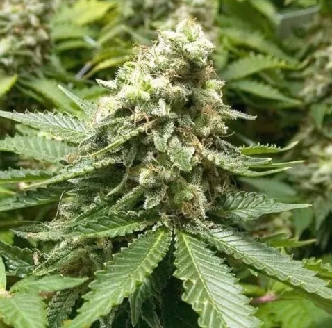 Moby Dick Strain Seeds: Regular Seed Genetics &Amp; Grow Guide Close-Up View Of The Moby Dick Regular Seeds Cannabis Plant. A High-Quality Image Displaying The Dense Buds And Vibrant Green Leaves Of The Plant.