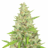Premium cannabis bud showcasing the potential yield from our $100 OG Strain Autoflower Seeds. Shop now for high-quality genetics.
