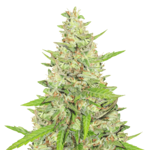 Premium cannabis bud showcasing the potential yield from our $100 OG Strain Autoflower Seeds. Shop now for high-quality genetics.
