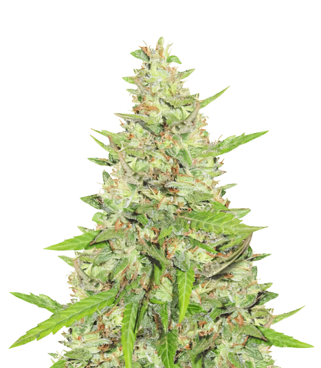 $100 Og Strain Autoflower Seeds Premium Cannabis Bud Showcasing The Potential Yield From Our $100 Og Strain Autoflower Seeds. Shop Now For High-Quality Genetics.