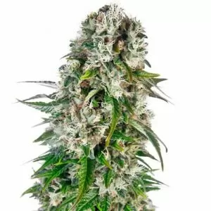 Close-up of a mature Five Alive Autoflower Seeds plant, showcasing its dense buds and vibrant green leaves. Purchase Five Alive Autoflower Seeds today.