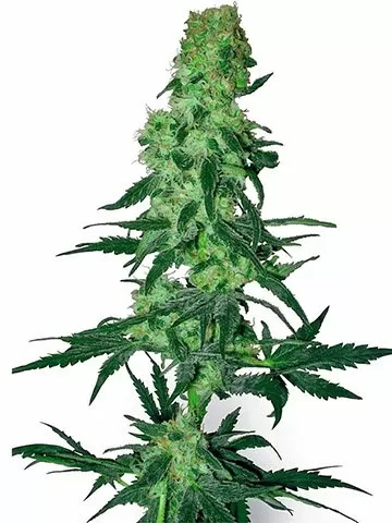 9 Pound Hammer autoflower seeds