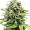 Close-up view of a flowering cannabis plant. Buy premium AK Strain Autoflower Seeds online. High-quality genetics for superior results.