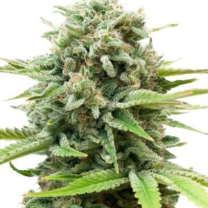 Close-up view of a flowering cannabis plant. Buy premium AK Strain Autoflower Seeds online. High-quality genetics for superior results.