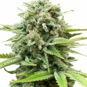 AK Autoflower Seeds