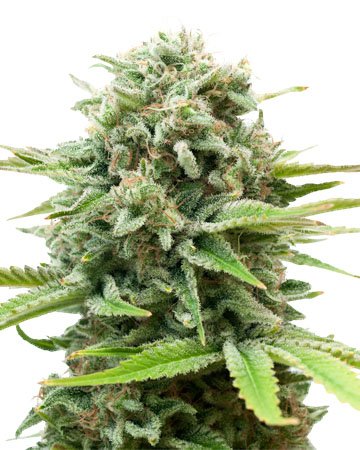Ak Strain Autoflower Seeds Close-Up View Of A Flowering Cannabis Plant. Buy Premium Ak Strain Autoflower Seeds Online. High-Quality Genetics For Superior Results.