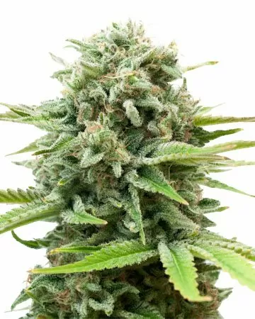 Ak Strain Autoflower Seeds Close-Up View Of A Flowering Cannabis Plant. Buy Premium Ak Strain Autoflower Seeds Online. High-Quality Genetics For Superior Results.