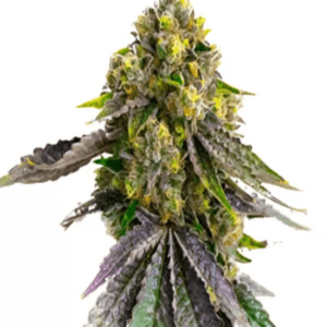 Close-Up Showcasing The Vibrant Colors And Trichome Density Of Our Afghani Strain Autoflower Seeds Plant. Shop Our Premium Cannabis Seeds Online Today.