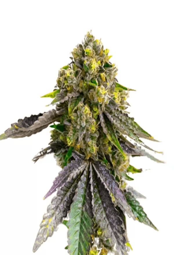 Afghani Strain Autoflower Seeds Close-Up Showcasing The Vibrant Colors And Trichome Density Of Our Afghani Strain Autoflower Seeds Plant. Shop Our Premium Cannabis Seeds Online Today.