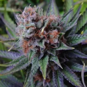 Close-Up Of A Mature Blue Dream Strain Autoflower Seeds Bud, Showcasing Its Trichome Coverage And Vibrant Purple And Green Foliage. Premium Cannabis Genetics For Home Growers.