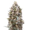Close-up of a mature bud ready for harvest from the Death Star Strain Autoflower Seeds. High-quality cannabis bud details are visible in this image.