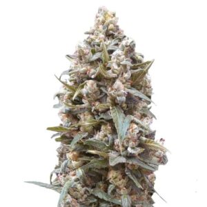 Close-up of a mature bud ready for harvest from the Death Star Strain Autoflower Seeds. High-quality cannabis bud details are visible in this image.