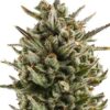 Close-up view of a mature cannabis flower, showcasing the Granddaddy Purple Strain Autoflower Seeds potential for high-quality yields. Ideal for autoflower cultivation.