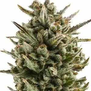 Close-up view of a mature cannabis flower, showcasing the Granddaddy Purple Autoflower Seeds potential for high-quality yields. Ideal for autoflower cultivation.