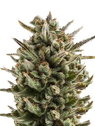 Granddaddy Purple Strain Autoflower Seeds Close-Up View Of A Mature Cannabis Flower, Showcasing The Granddaddy Purple Strain Autoflower Seeds Potential For High-Quality Yields. Ideal For Autoflower Cultivation.