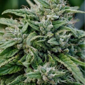 Close-Up Of A Flowering Gorilla Glue Strain Autoflower Plant, Showcasing Its Dense Buds And Trichome Coverage. Buy Gorilla Glue Strain Autoflower Seeds Here.