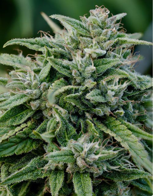 Gorilla Glue Strain Autoflower Seeds Close-Up Of A Flowering Gorilla Glue Strain Autoflower Plant, Showcasing Its Dense Buds And Trichome Coverage. Buy Gorilla Glue Strain Autoflower Seeds Here.