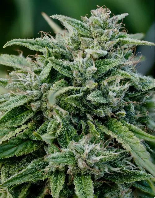 Gorilla Glue autoflower seeds