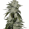 Close-up of a mature cannabis plant, showcasing the dense buds of the Laughing Buddha Strain Autoflower Seeds. Buy Laughing Buddha seeds online now.